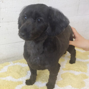 仕上がりミックス