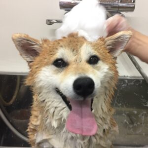 シャンプーしば