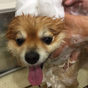 シャンプーポメ
