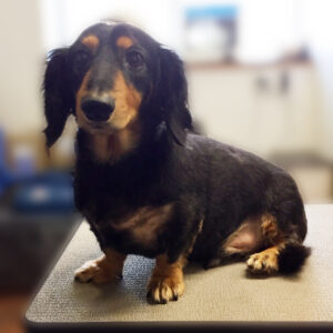 よろしくダックス