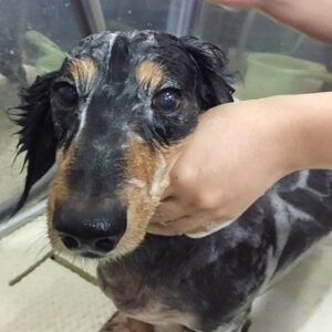 シャンプーダックス