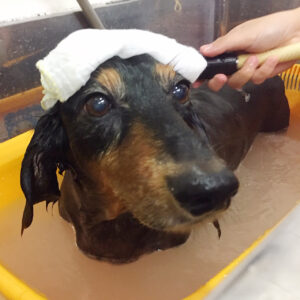 お風呂ダックス