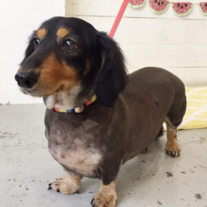 仕上がりダックス