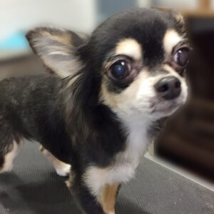 よろしくチワワ