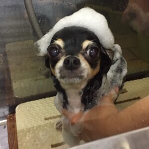シャンプーチワワ