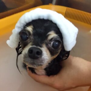 お風呂チワワ