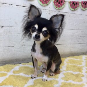 仕上がりチワワ