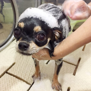 シャンプーチワワ