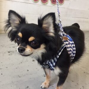 仕上がりチワワ