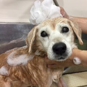 シャンプーミックス