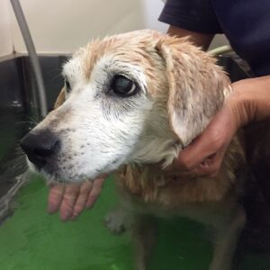 お風呂ミックス