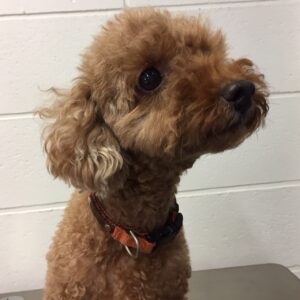 よろしくトイプー