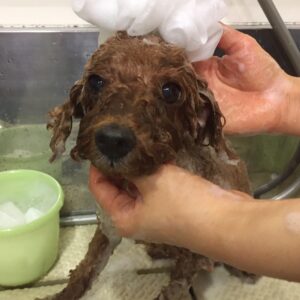 シャンプートイプー