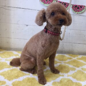 仕上がりトイプー