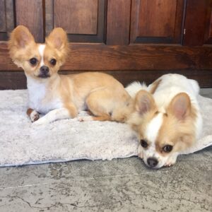 仕上がりチワワ