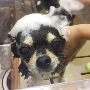 シャンプーチワワ