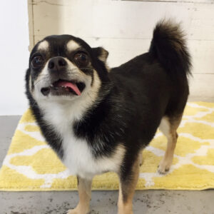 仕上がりチワワ