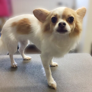 よろしくチワワ