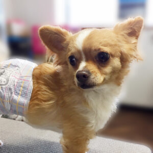 よろしくチワワ