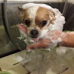 シャンプーチワワ