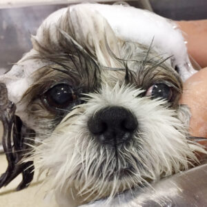 シャンプーシーズー