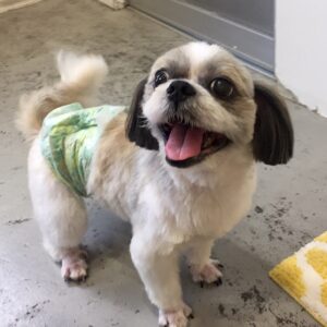 仕上がりシーズー