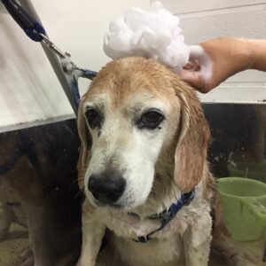 シャンプービーグル