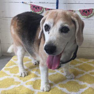 仕上がりビーグル