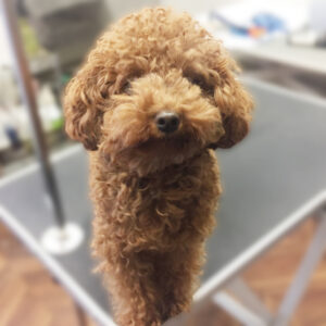 よろしくトイプー