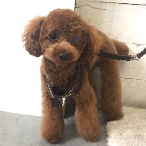 仕上がりトイプー