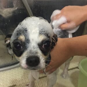 シャンプーチワワ