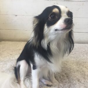 仕上がりチワワ