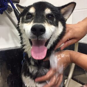 シャンプーしば