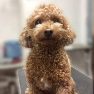 よろしくトイプー