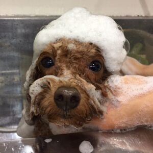 シャンプートイプー