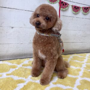 仕上がりトイプー