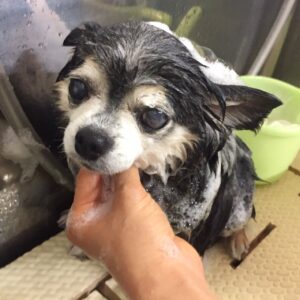 シャンプーチワワ