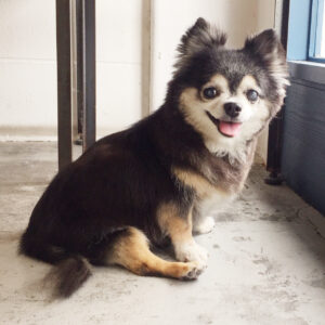 仕上がりチワワ