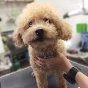 よろしくトイプー