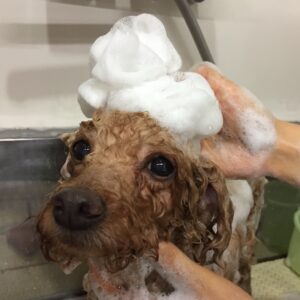 シャンプートイプー