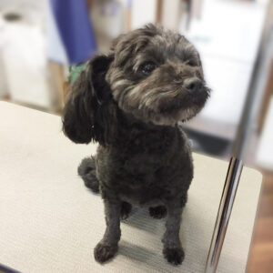 よろしくミックス