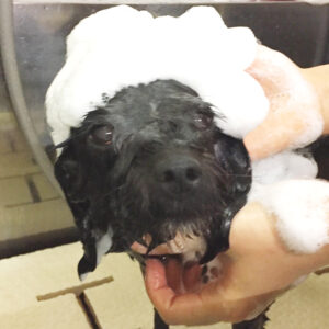 シャンプーミックス