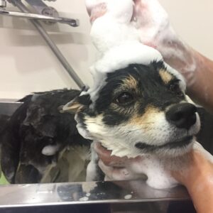 シャンプーしば