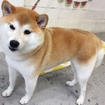 モモちゃんアイキャッチ