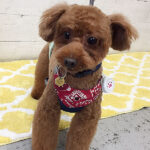 ボギーちゃんアイキャッチ