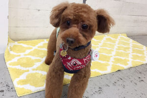 ボギーちゃんアイキャッチ