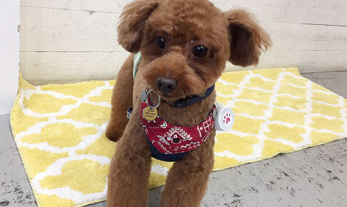 ボギーちゃんアイキャッチ