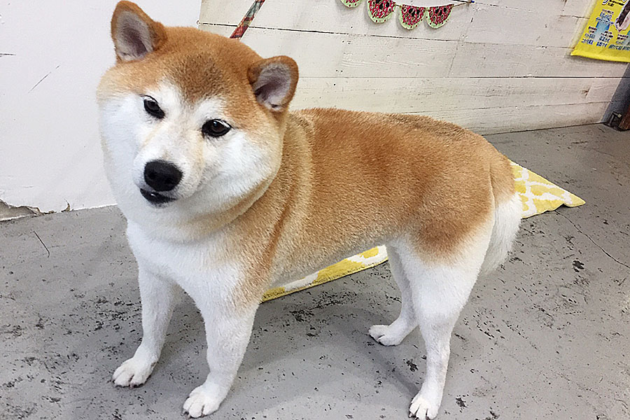 モモちゃんアイキャッチ