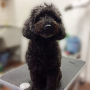 よろしくトイプー