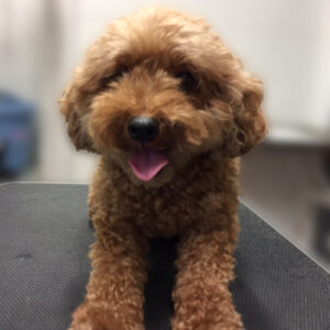 よろしくトイプー